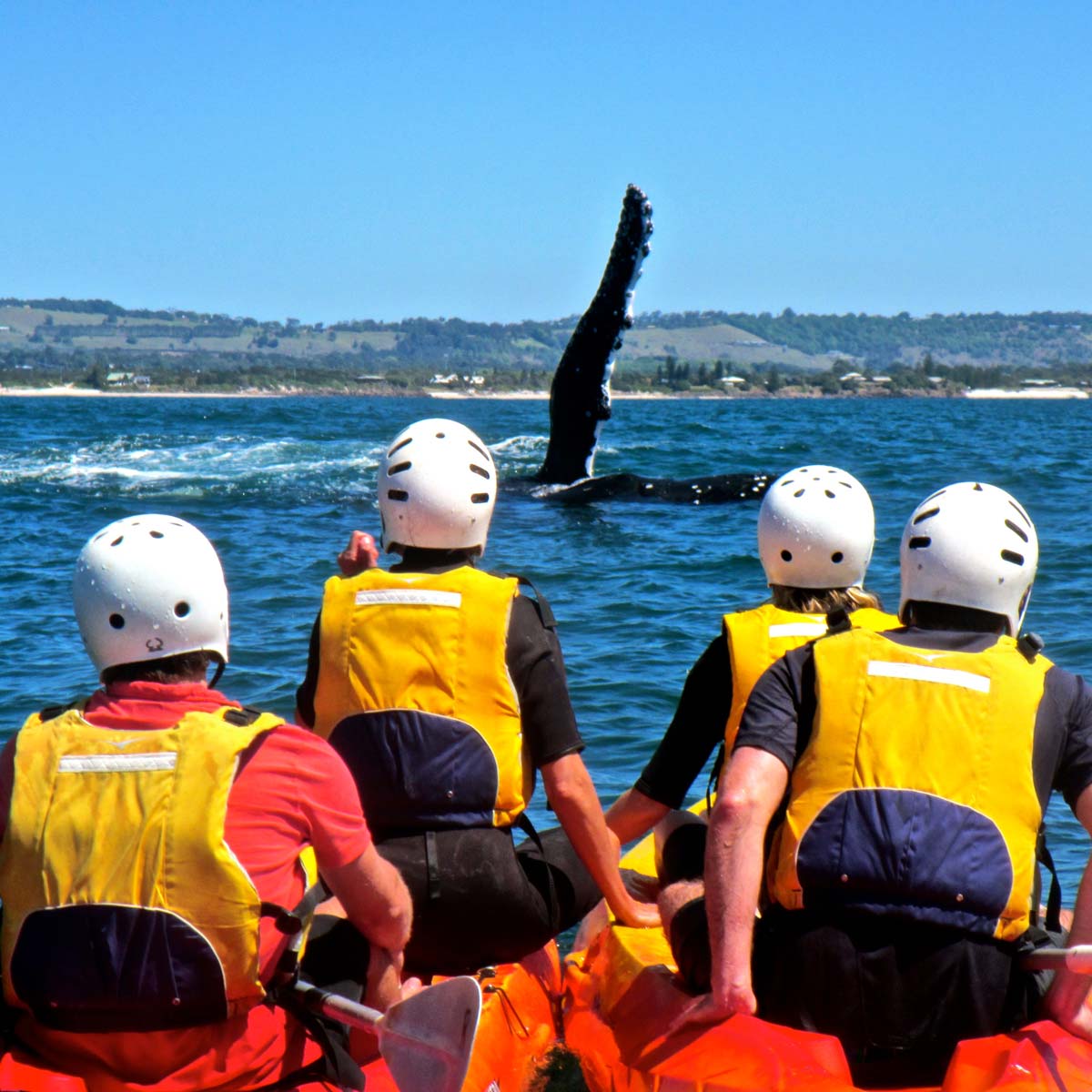 Sea Kayaking Byron Bay Whale Waving